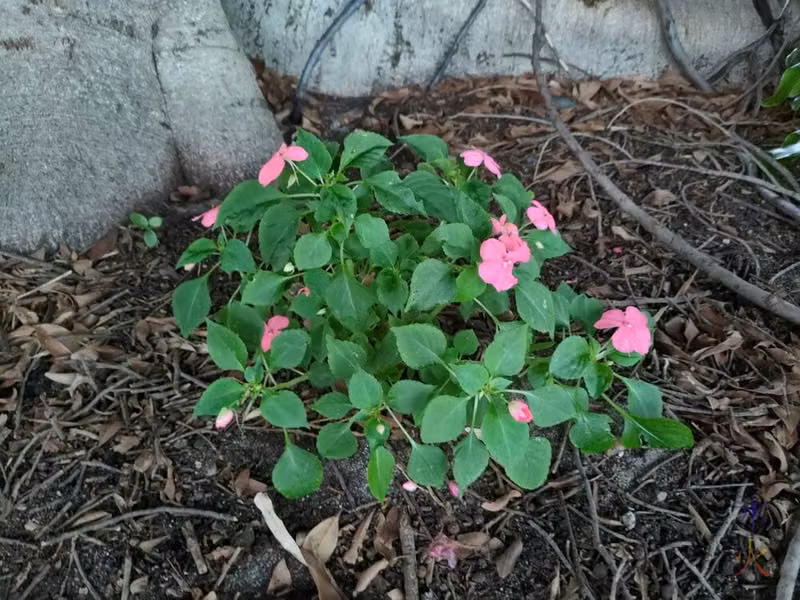 pink Impatiens