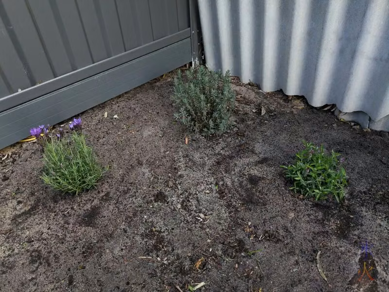 three different types of small lavender bushes