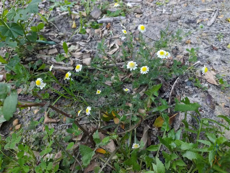 some kind of daisies