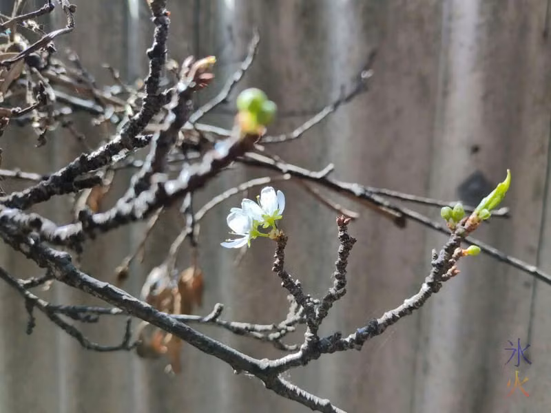 flowering plum tree