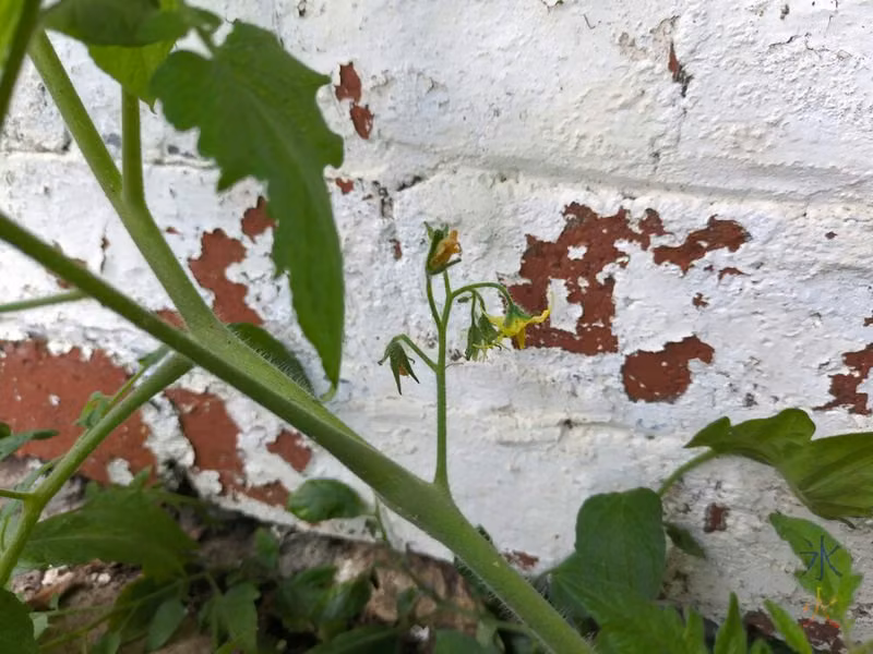 unexpected tomato flowers