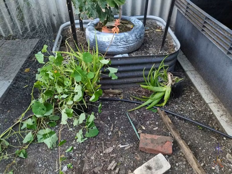 aloe veras transplanted into pots, one with hitchiking nasturtium