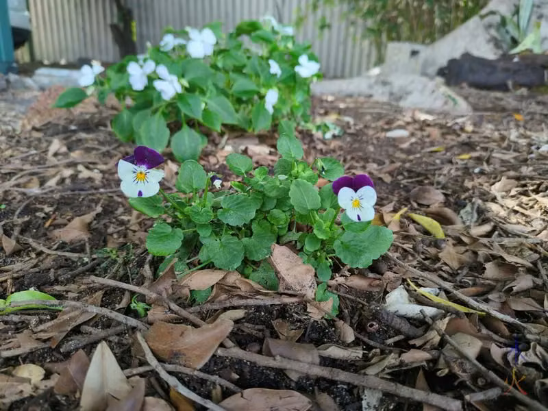 purple and white violas