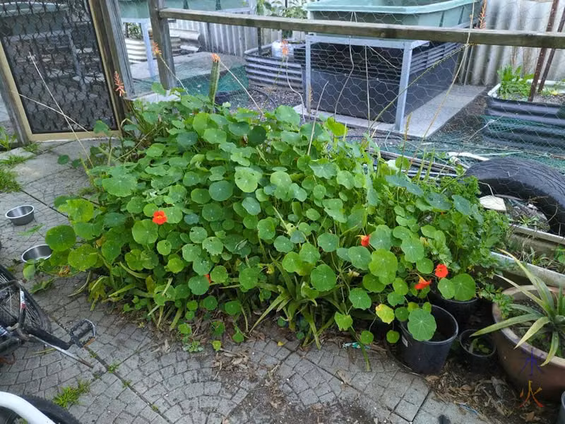 nasturtiums have completely swamped the aloe vera patch
