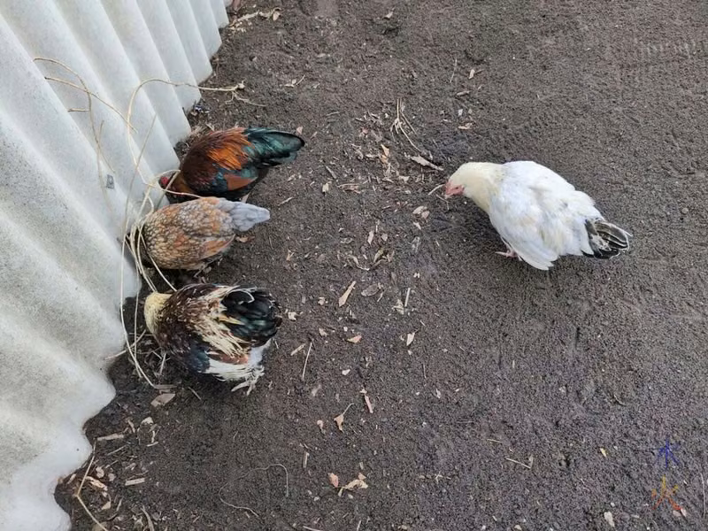 young chickens looking for bugs in newly raked soil