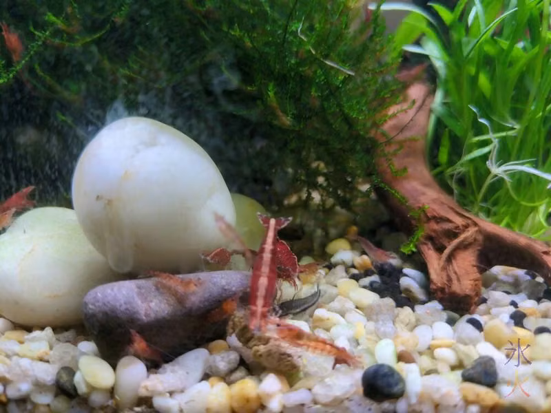 cherry shrimp having lunch with new tankmate