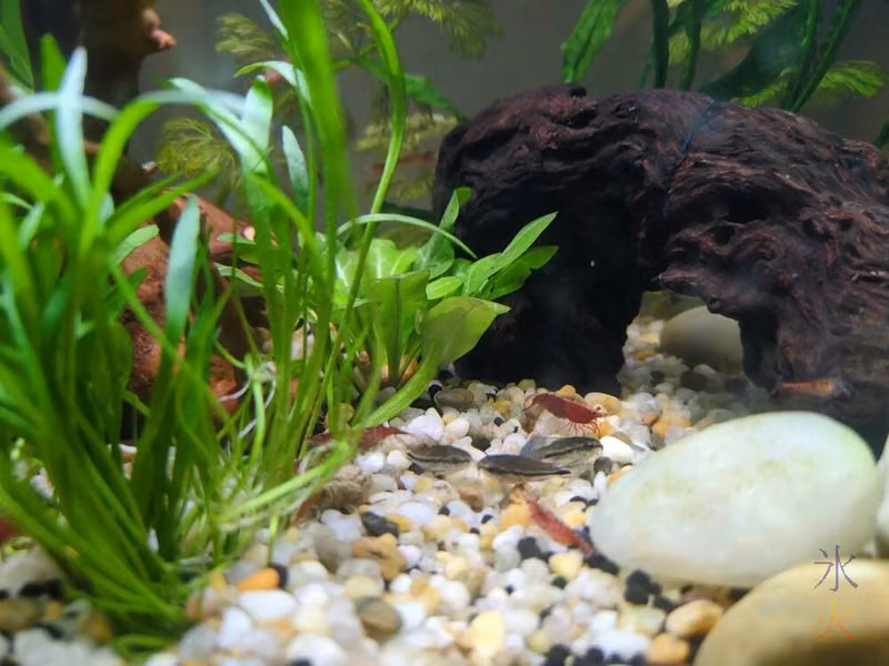 pygmy corydas resting