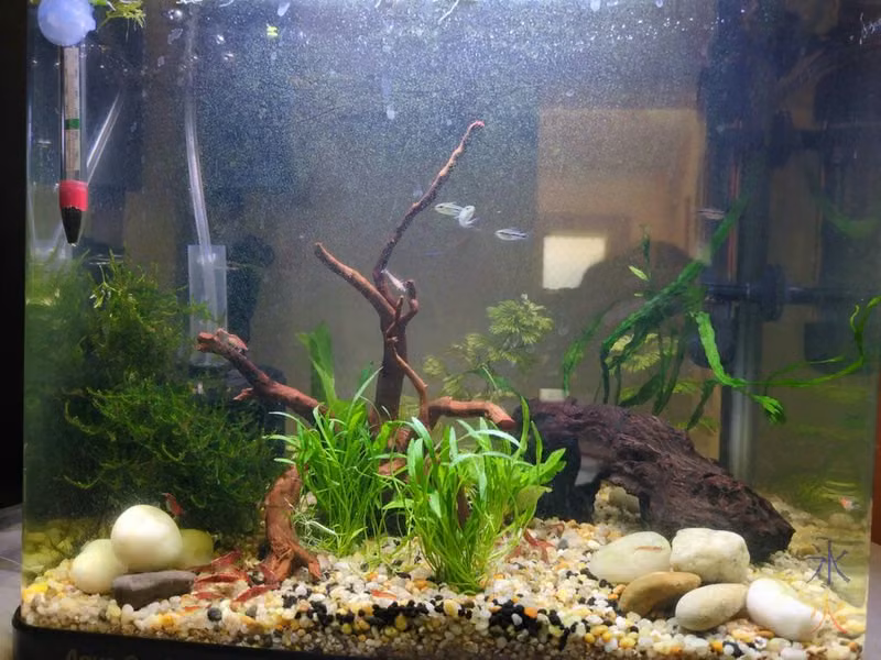 pygmy corydoras exploring tank