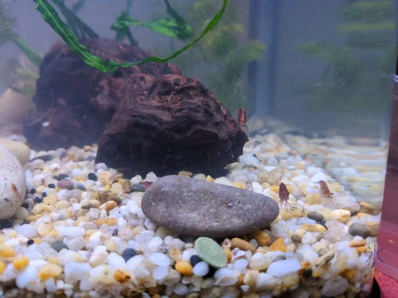 closeup of shrimp eating an algae wafer