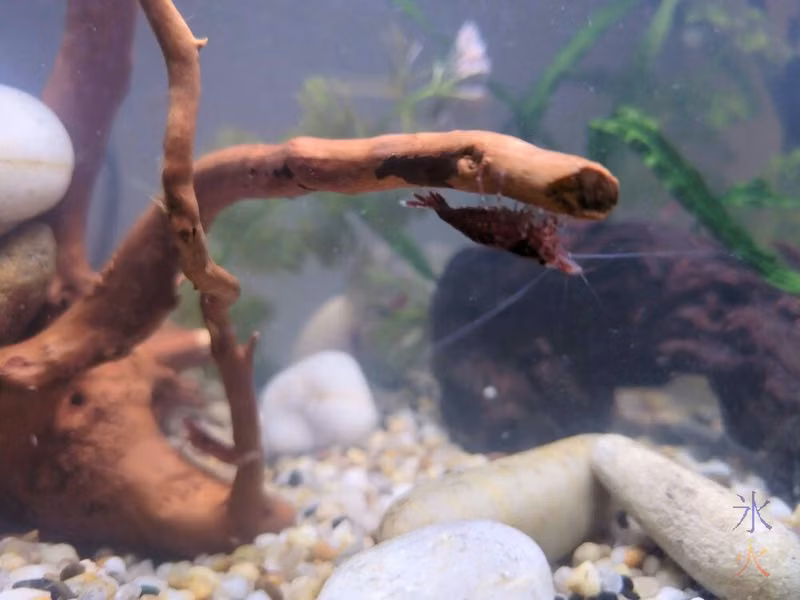 closeup of a shrimp crawling on the underside of a driftwood branch