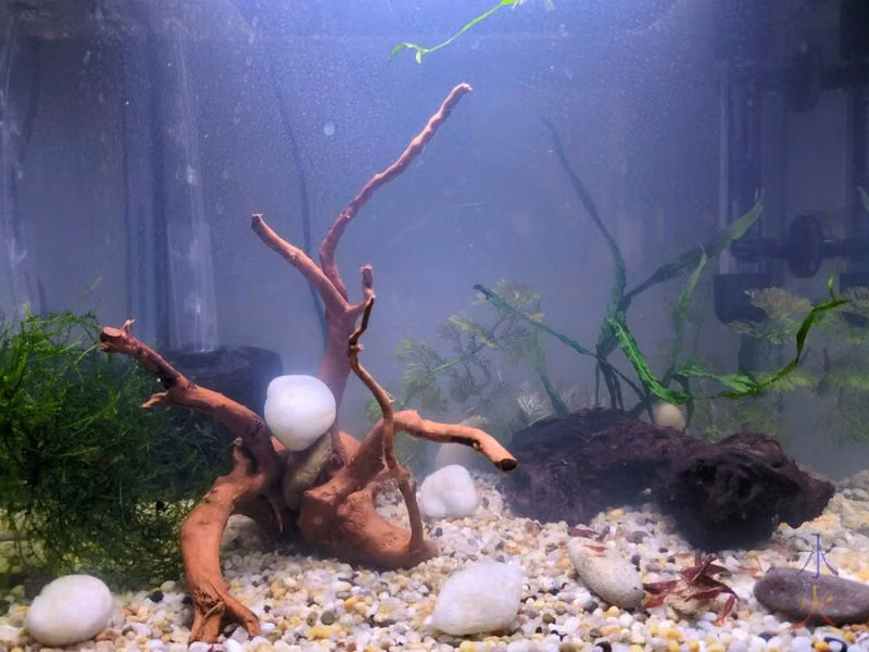 lightly planted 21L tank with shrimp
