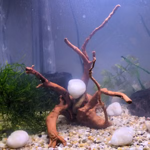 lightly planted 21L tank with shrimp