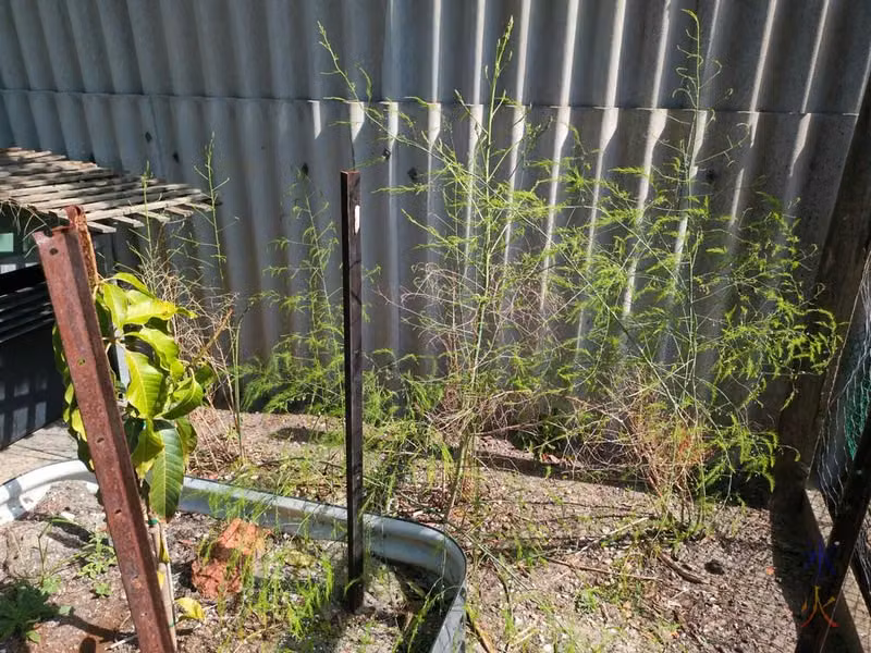 asparagus fern