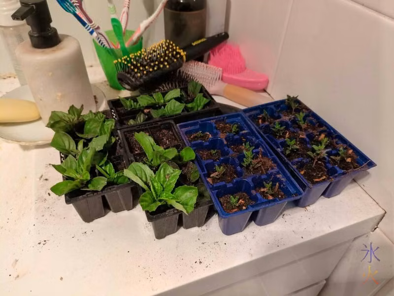 seedlings on bathroom counter