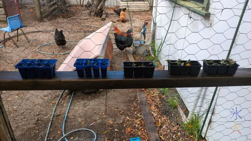 seedlings in starter trays