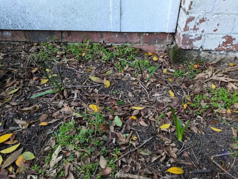 kangaroo paws among a mess of other small plants