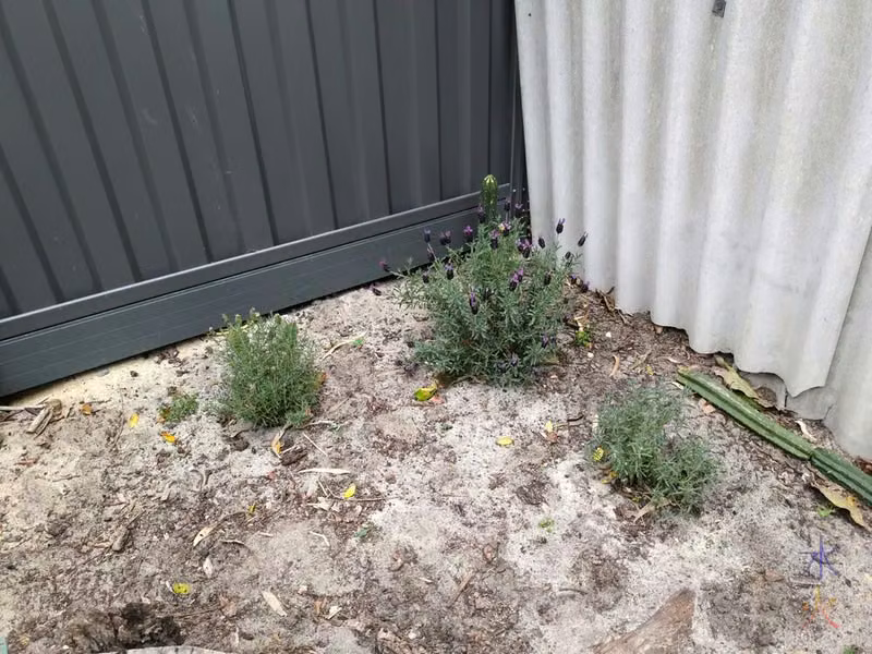 small lavender bushes in a corner