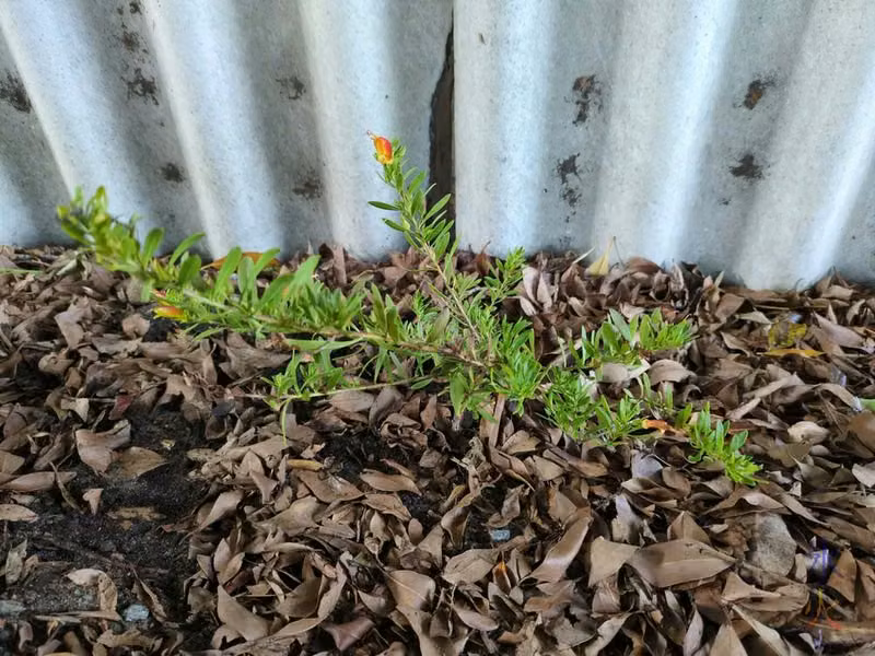 full shot of young Eremophila with orange flowers