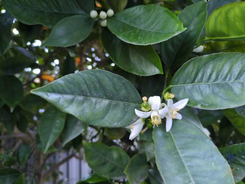 closeup of orange flowers