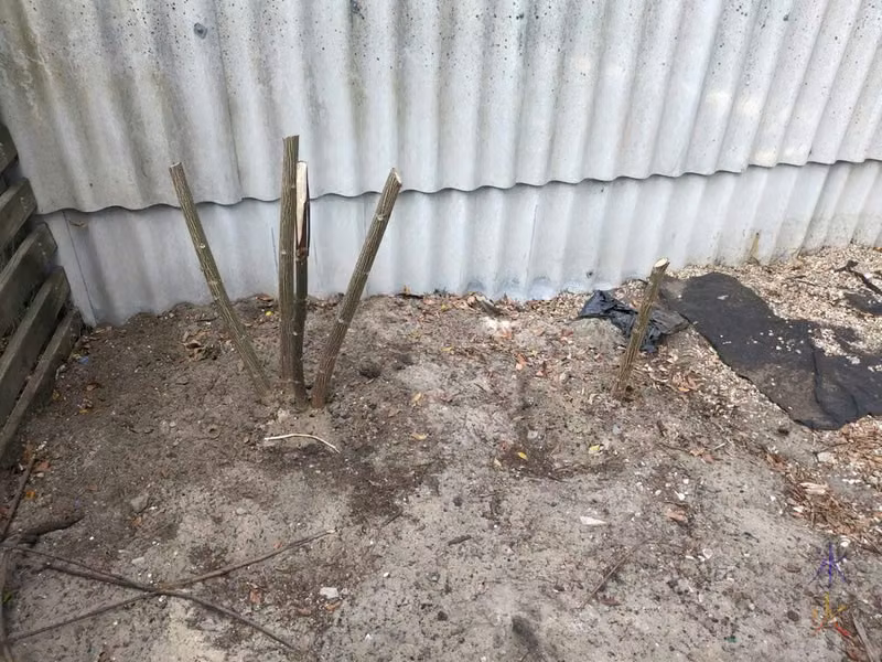 not-sunflowers hacked right back looking like sticks in the ground