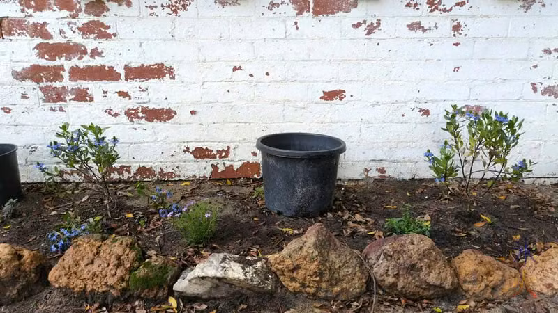 not yet fully planted flower bed containing 2x Aussie Spirit, 1x Brachyscome, 1x Seaside Daisies and 1x pot placeholder