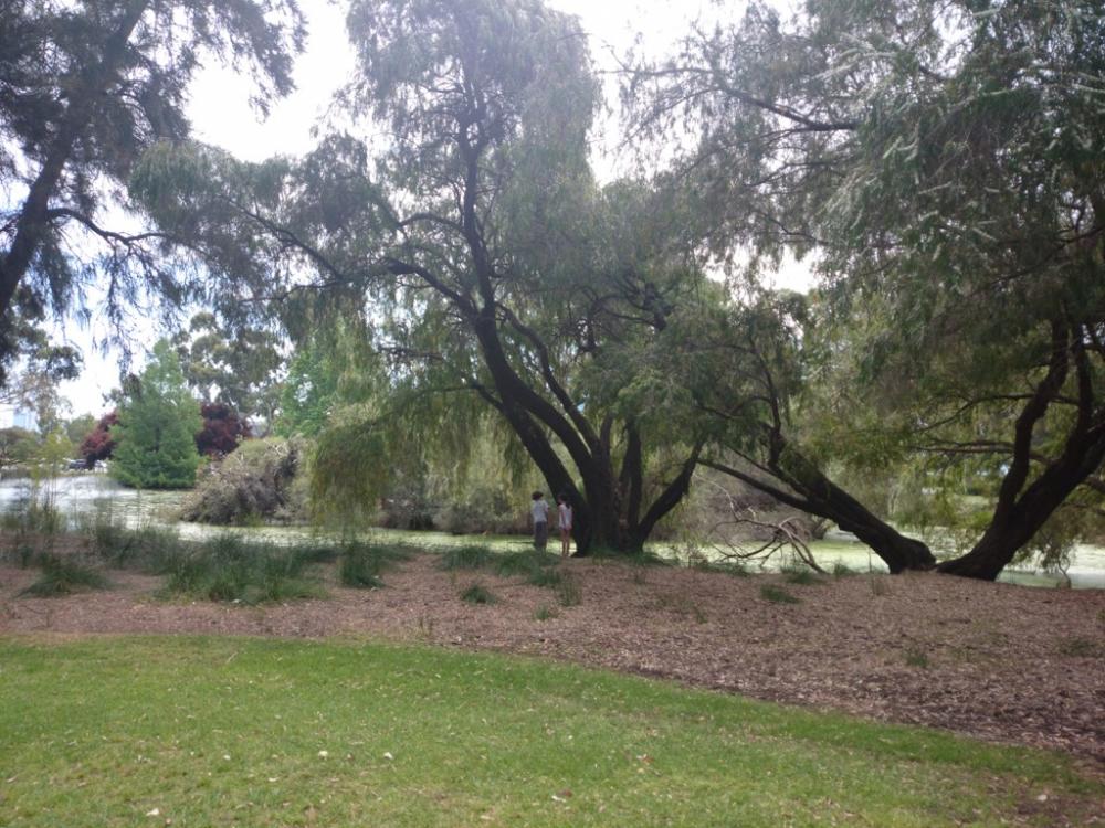 10yo and 8yo investigating algae in pond at park across the road from Burswood Casino, Western Australia