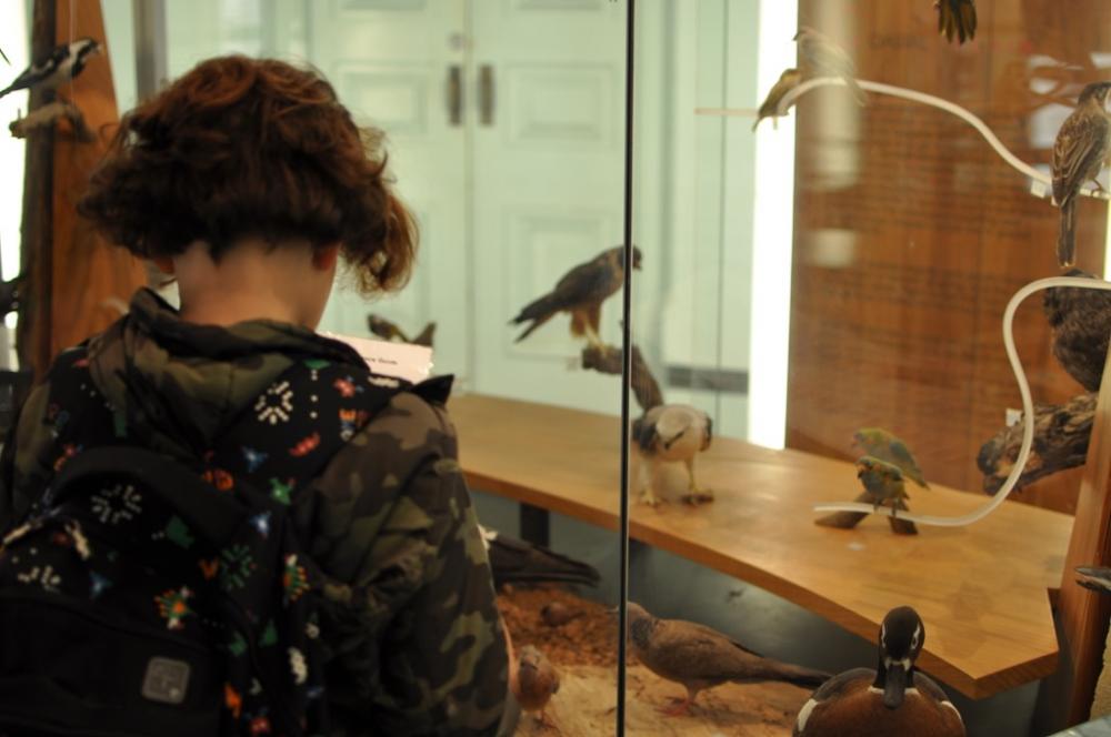 10yo identifying birds at Museum of Western Australia