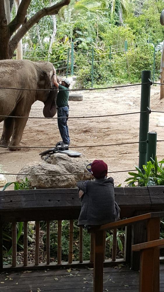 11yo watching elephant and docent playing at Perth Zoo, Western Australia