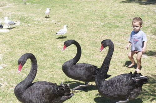 black swans and a toddler