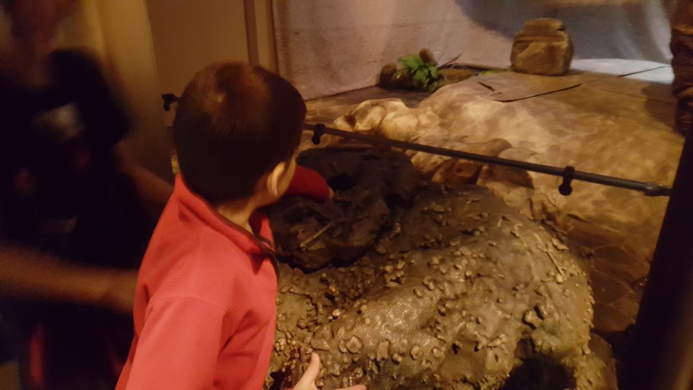 7yo investigating fake dino dung, Jurassic World Exhibition, Melbourne Museum, Victoria, Australia