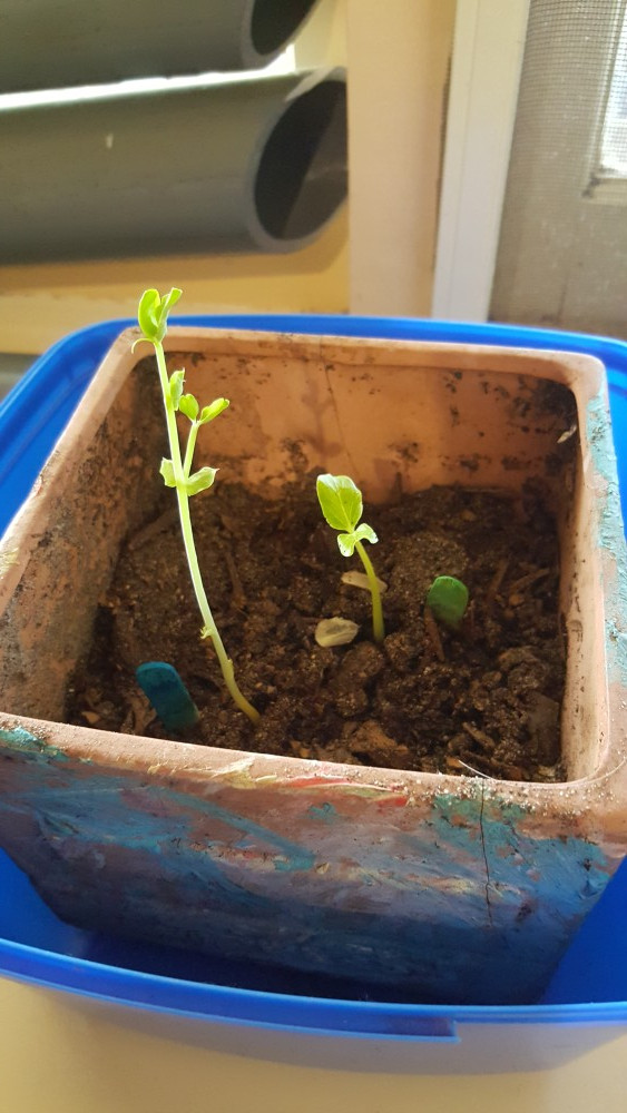 Sprouting pea plants in pot