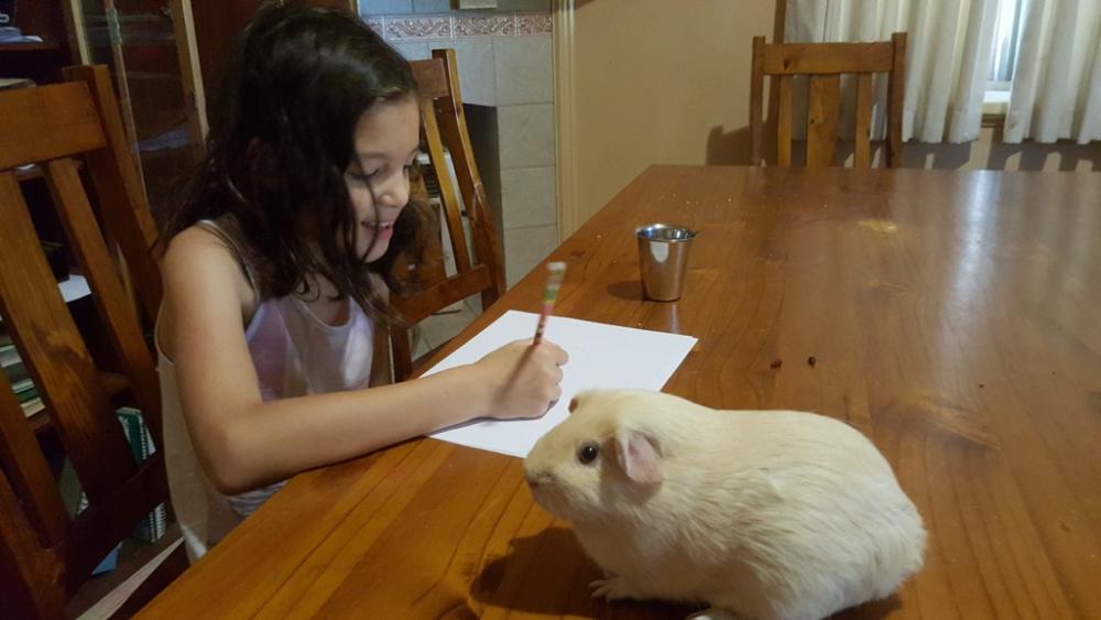 9yo drawing her guinea pig