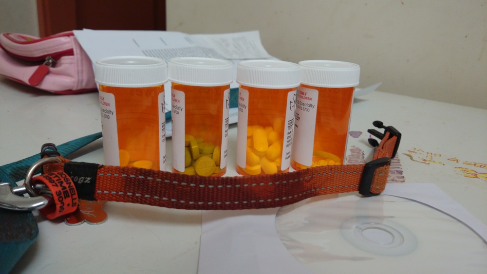 Dog medications and bloodied collar and lead