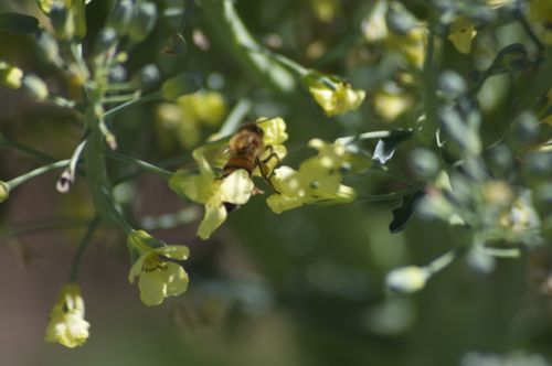 bee on a broccoli flower