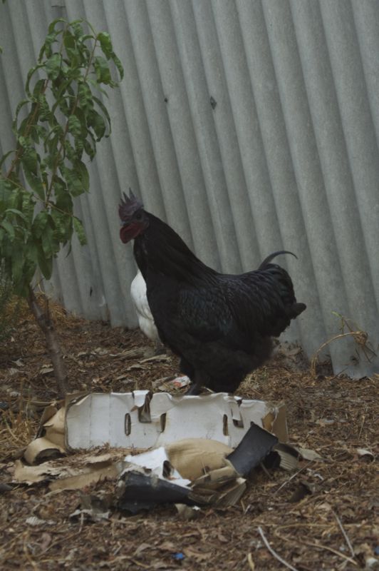 Kiwi - black Australorp cross rooster