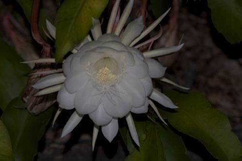 Midnight flower on Christmas Island