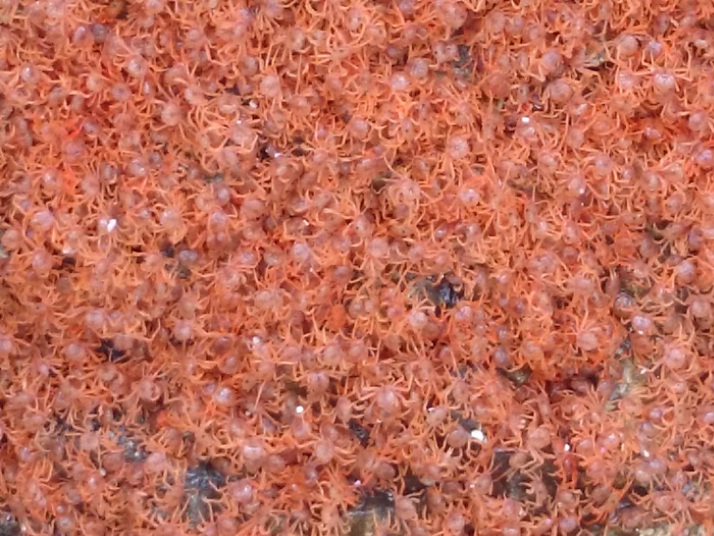 Close up of a mass of crablets at Greta Beach, Christmas Island, Australia