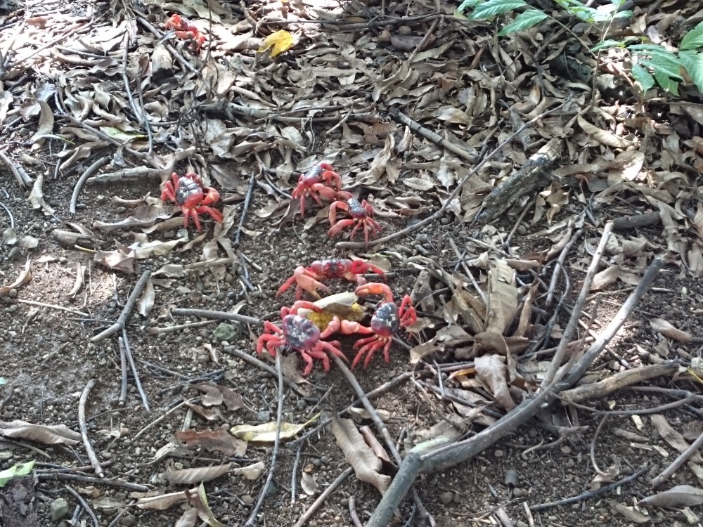 Red crabs feasting on mango, Territory Day Park, Christmas Island