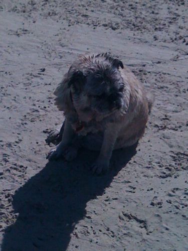 Cranky looking pug at the beach