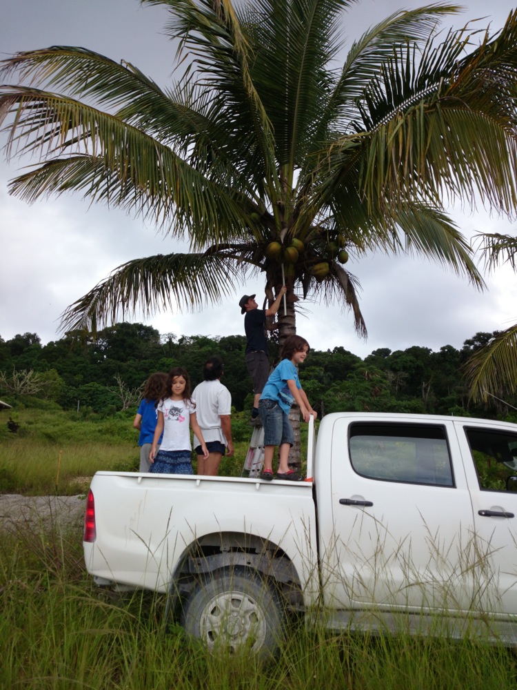 Harvesting coconuts, Christmas Island, Australia