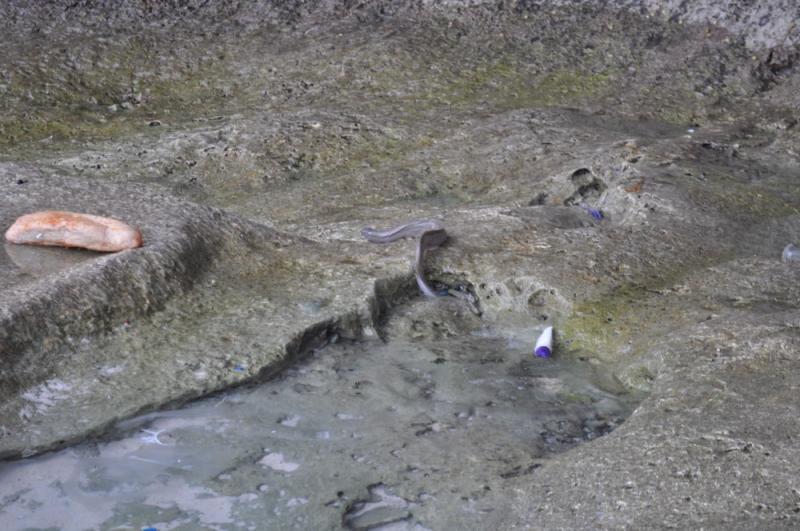 Eel escaping rock pool at Greta Beach