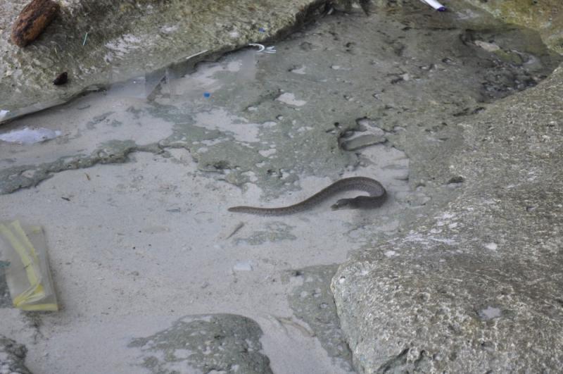 Eel trapped in a rock pool at Greta Beach