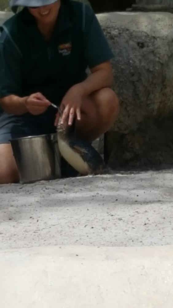Little Penguin being fed at Perth Zoo, Western Australia