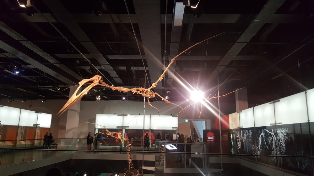Skeleton of some kind of pterosaur or related at Melbourne Museum, Victoria, Australia