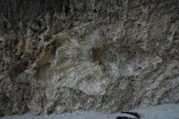Fossil in rock at base of stairs at Greta Beach