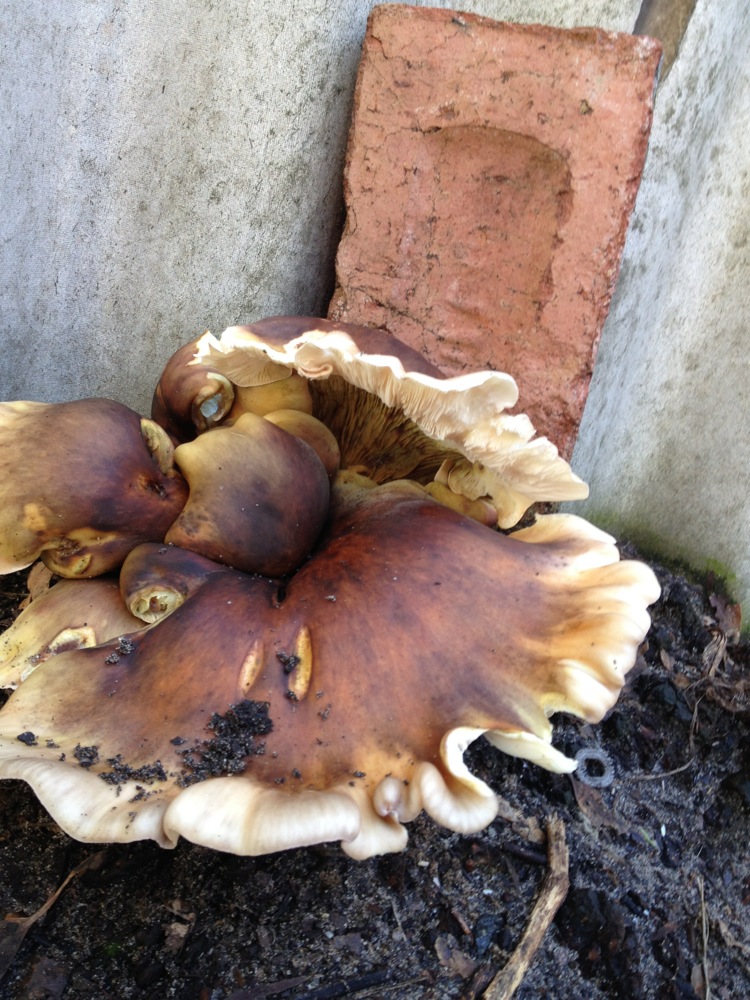 Fungus next to brick