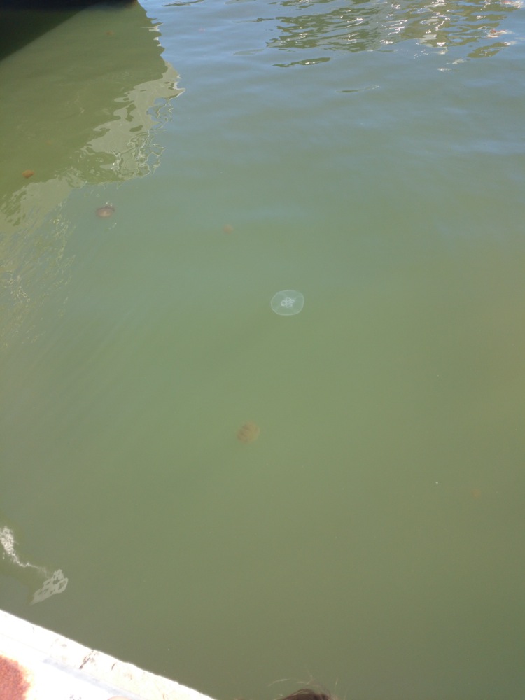 Jellyfish in the Swan River, Perth, Western Australia