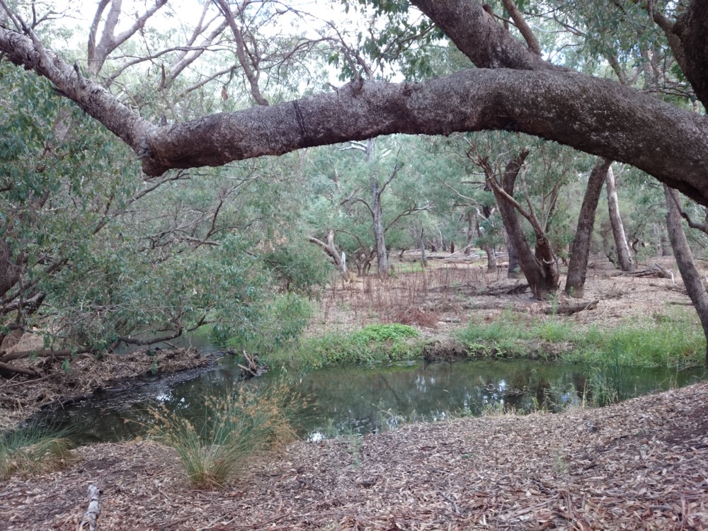 River banks at John Oakey Davis Park, Gosnells, Western Australia