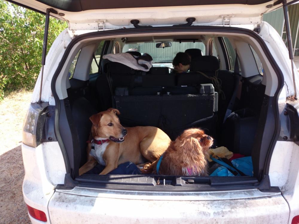 Mastiff cross and Cavalier King Charles spaniel in open car boot