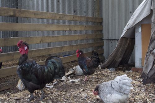 Black naked neck cross rooster, brown/red Japanese bantam cross cockerel, "blue" Pekin bantam hen